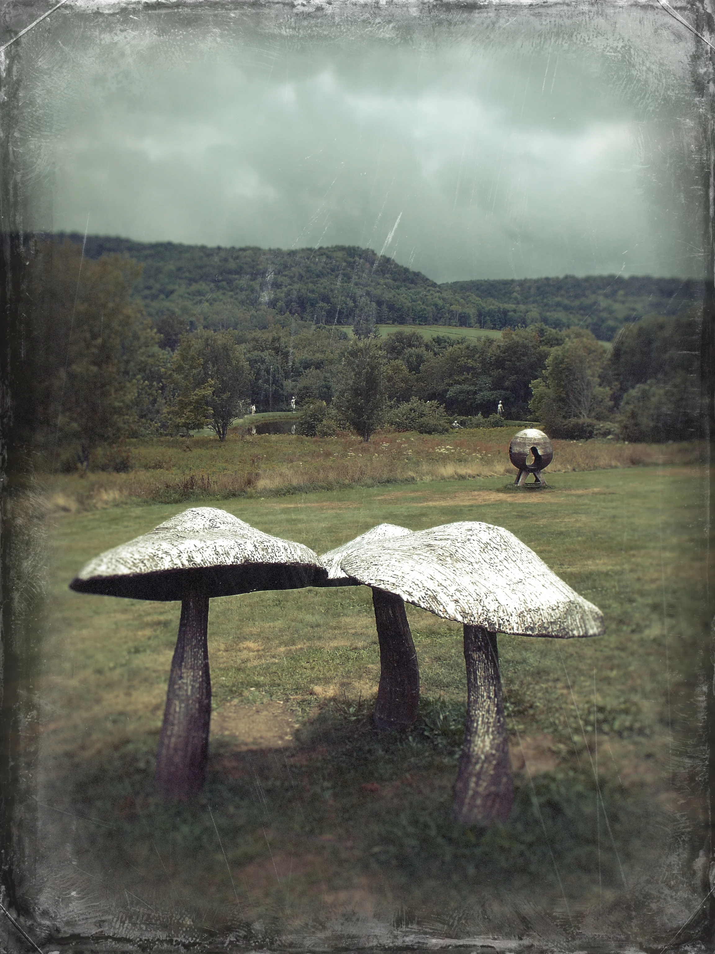 mushrooms.jpg