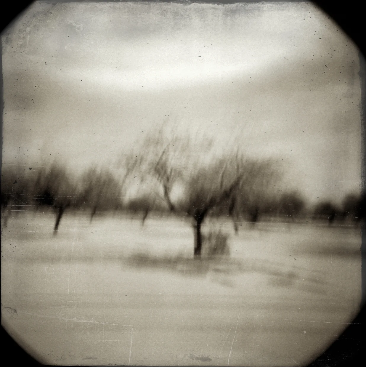 orchard.jpg