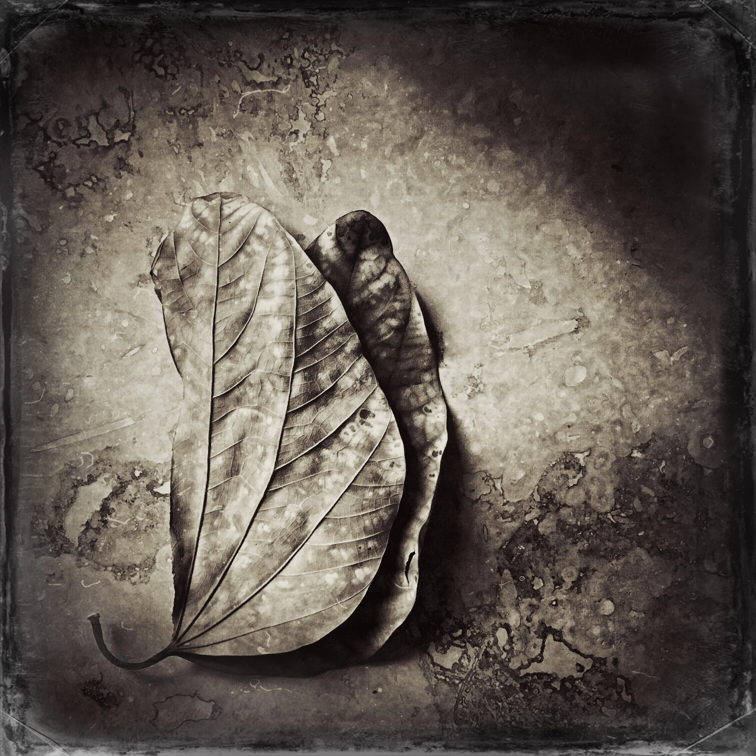 leaf.jpeg
