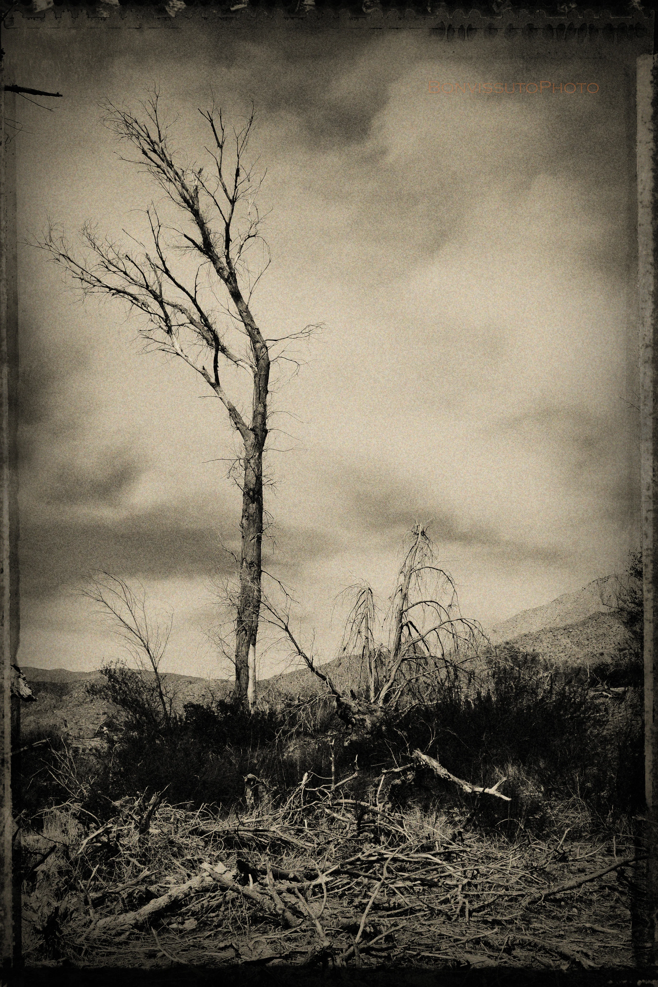 Trees copy.jpg