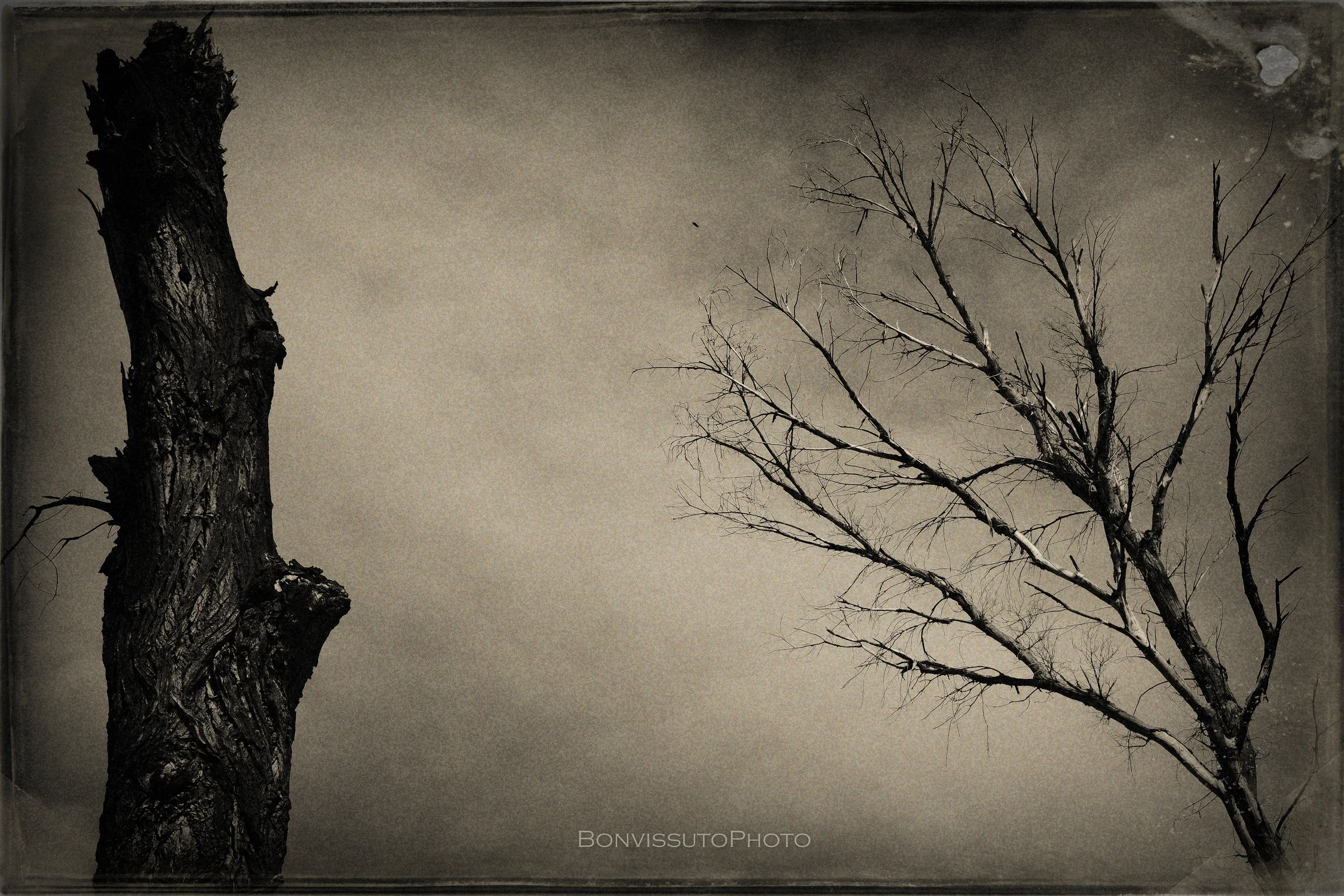 Trees2 copy.jpg