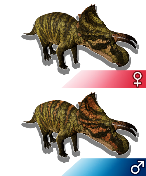 Herbivores Isla Nycta