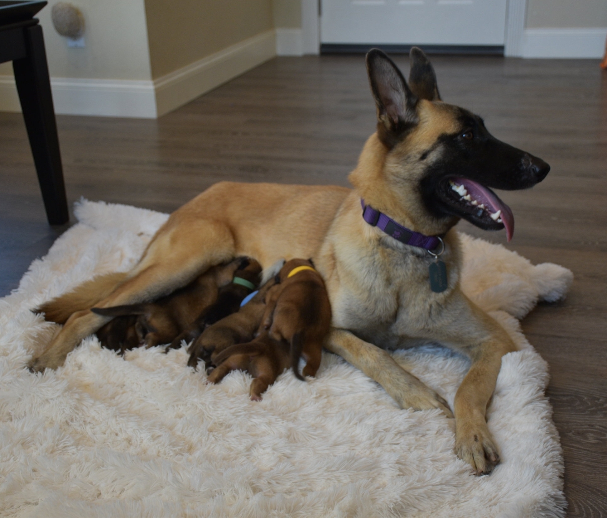 malinois rehoming