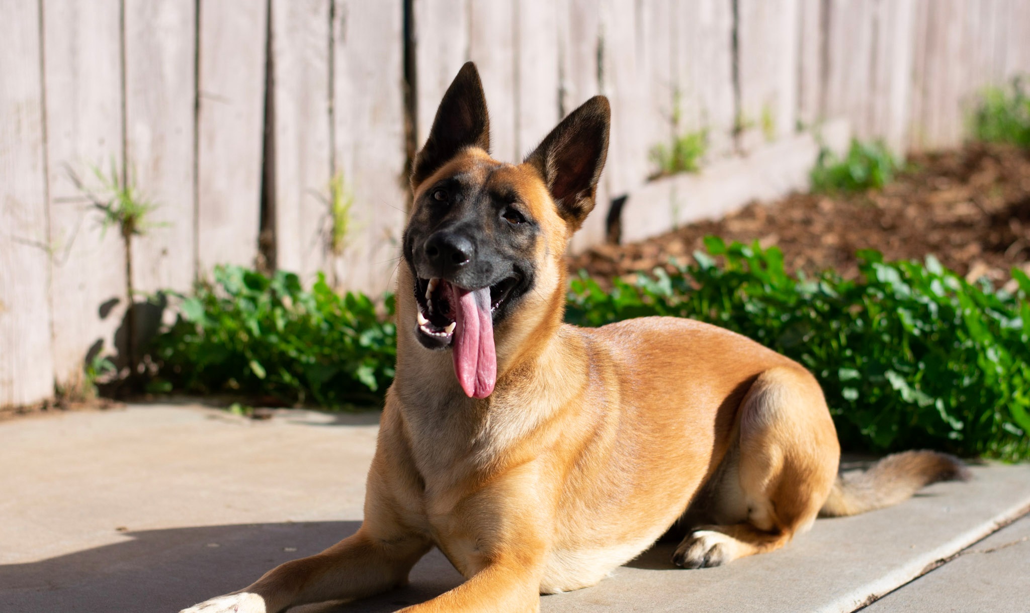 malinois breeders