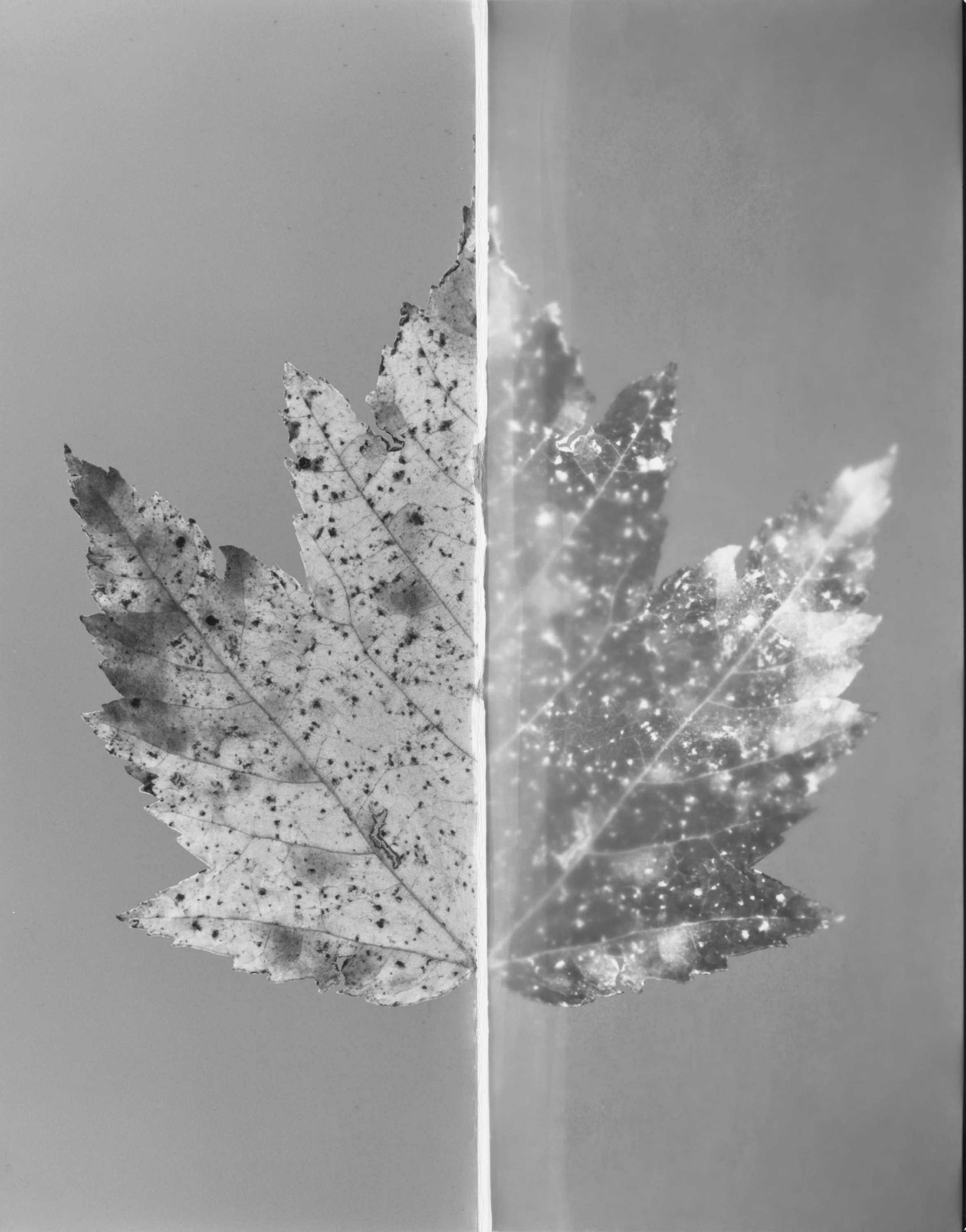 Caleb Charland, Leaf #6, (Left Half Used as a Paper Negative to print the right half), 2018, gelatin silver print, 24 x 20 in.