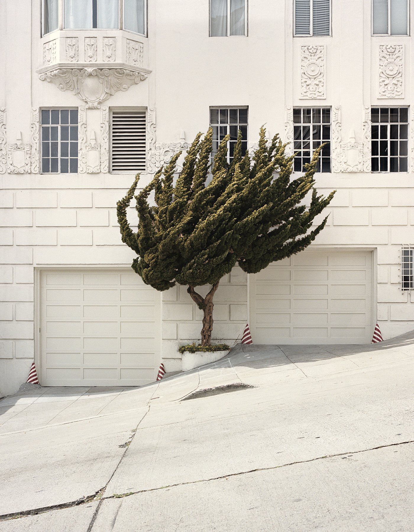 Marc Alcock, Hollywood Juniper, from California Topiary, 2015, archival pigment print, courtesy Sarah Shepard Gallery.jpg