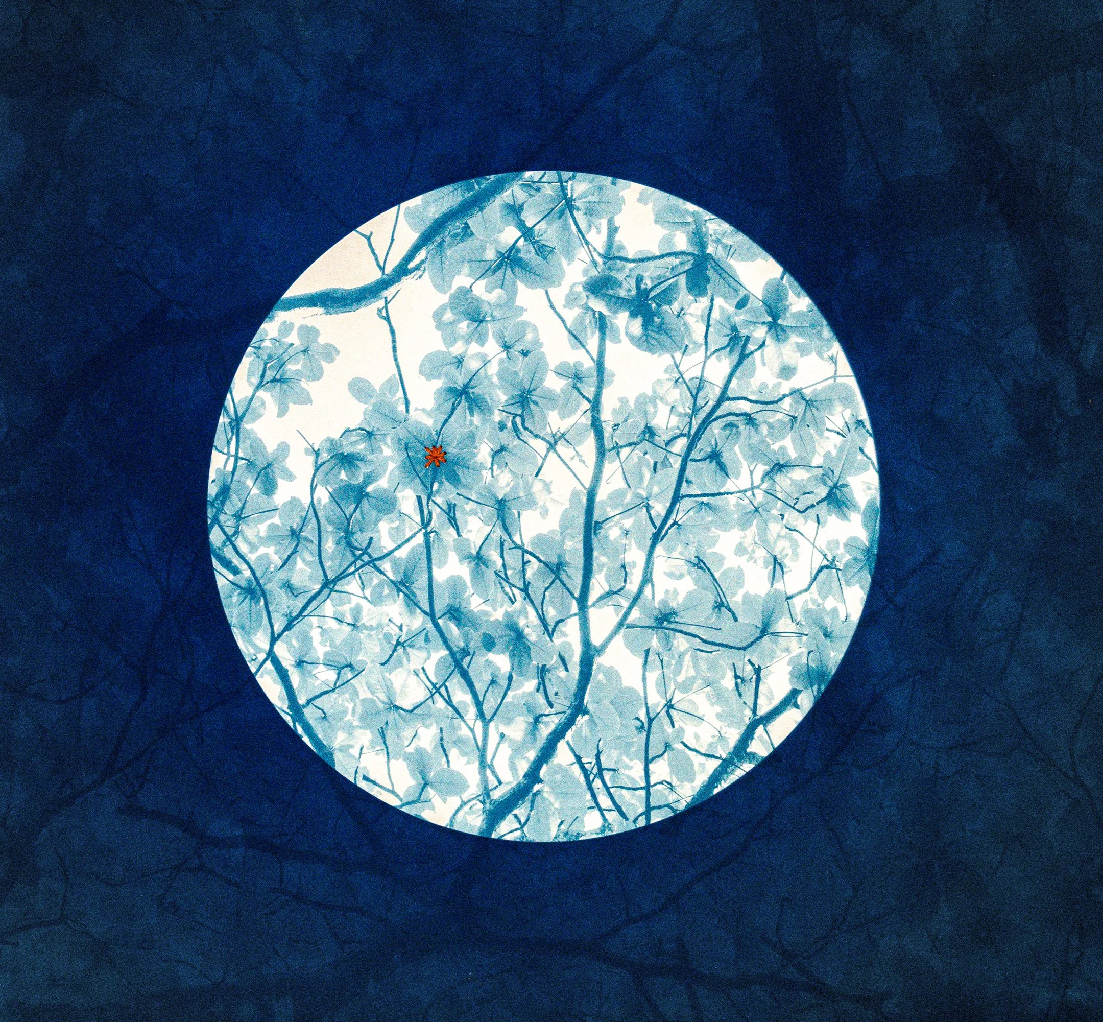 Dora Somosi, Mending Kamani 1, 2025, Double exposed cyanotype on Arches watercolor paper with natural dyed, madder root, embroidery, 19 x 19 in.