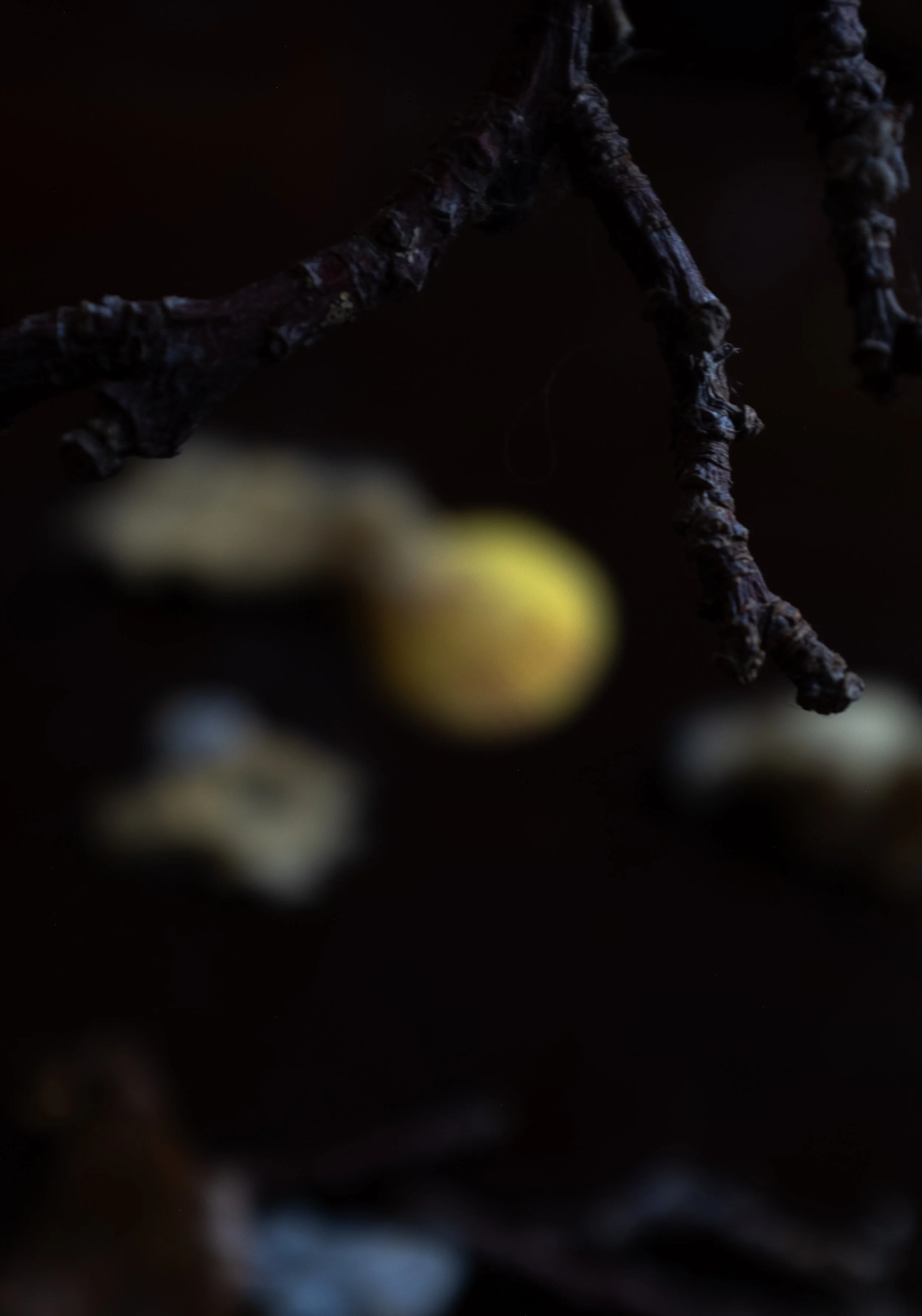  the harvest moon.  