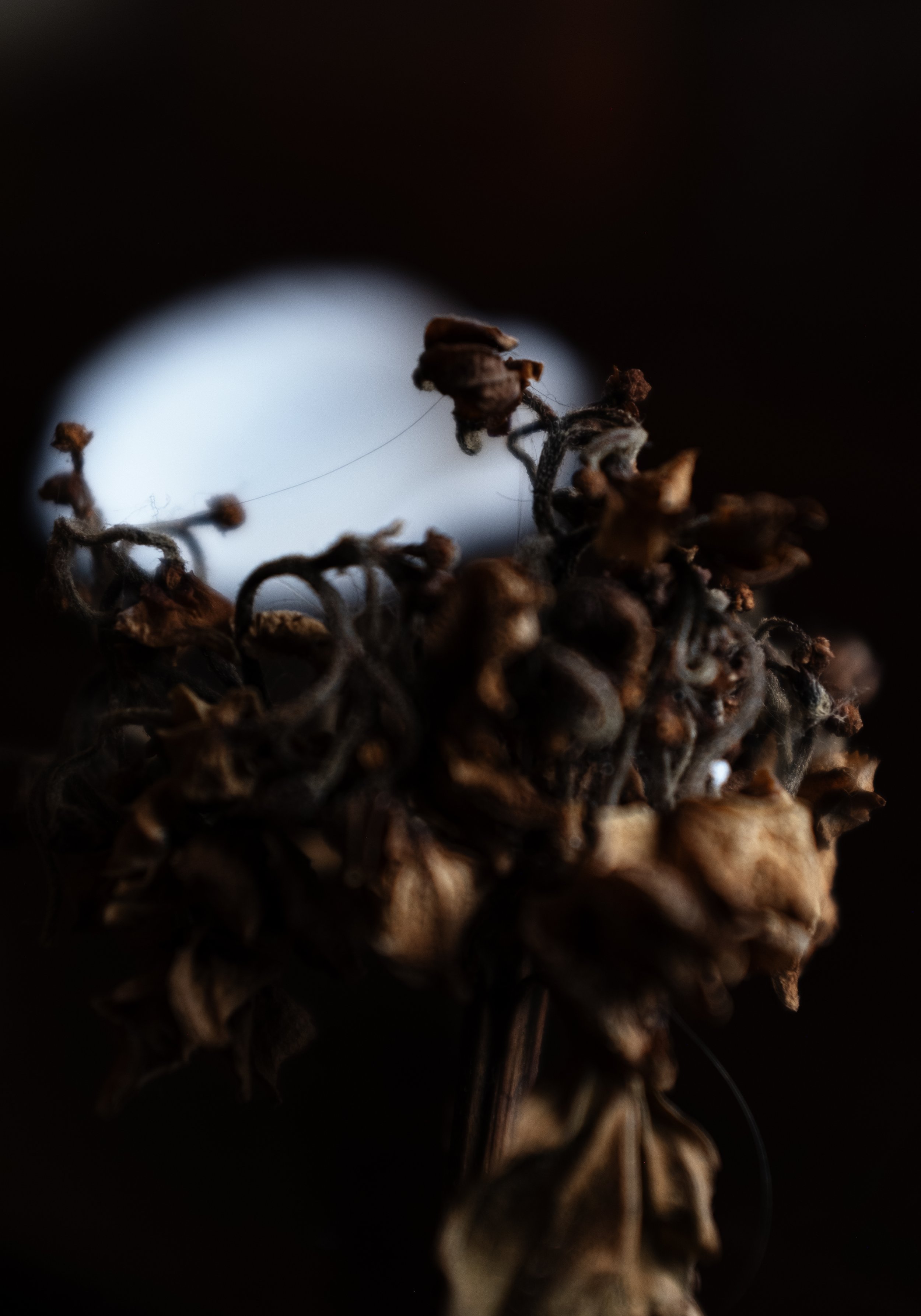  hydrangeas and the winter moon. 