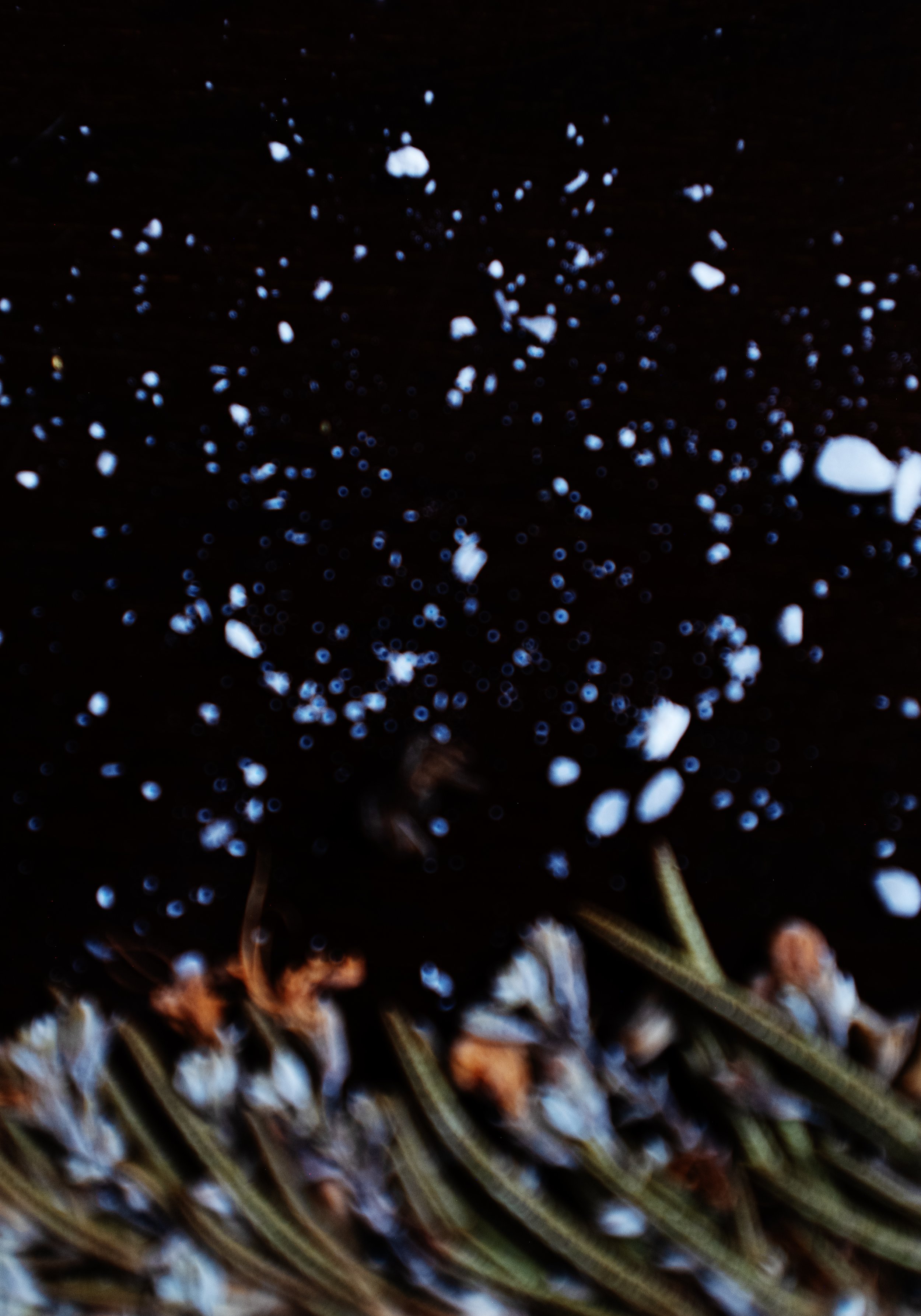  starry sky over the wildflower meadow. 