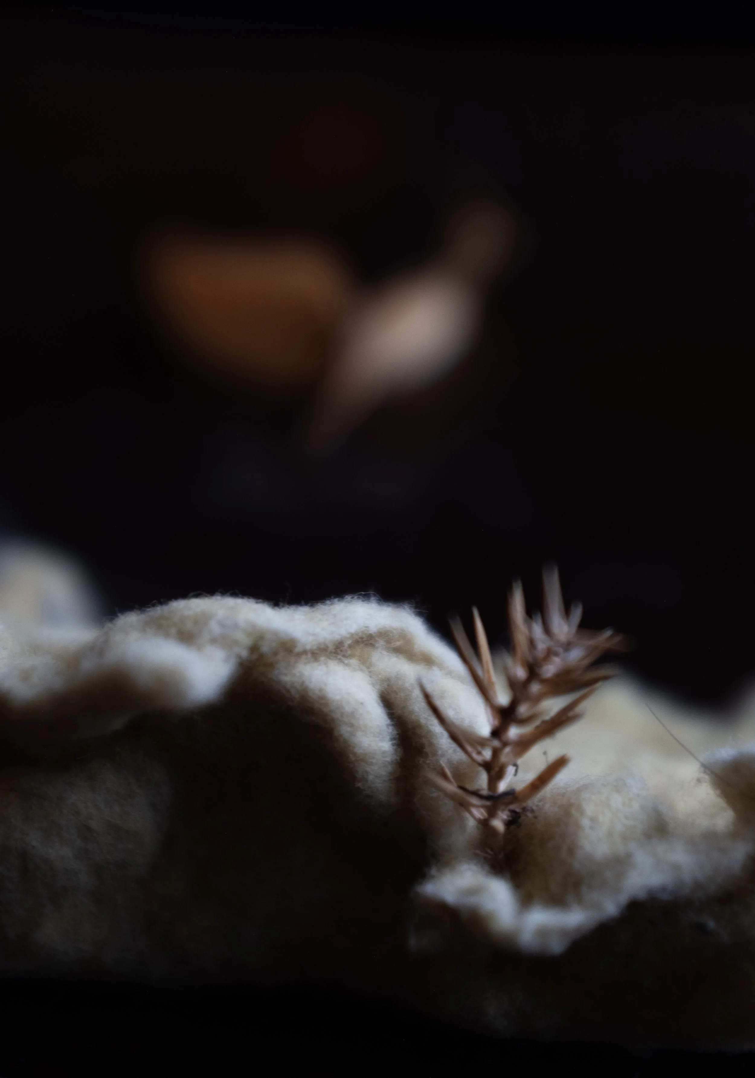  a wren over the mountains.  