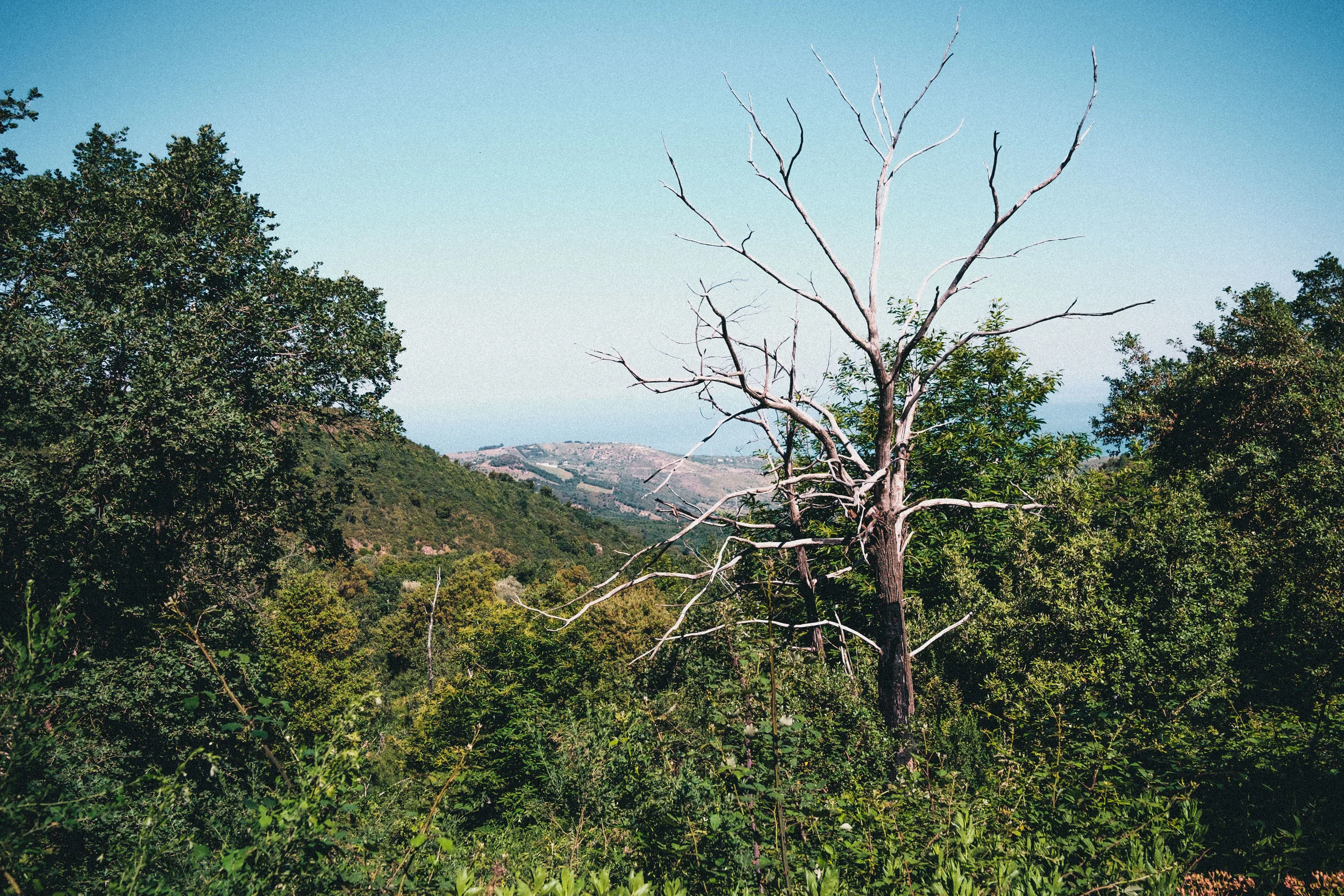 DSCF6137.jpg