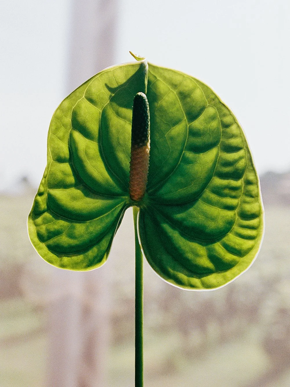 AnnaJay_VSOE_9918_26.jpg