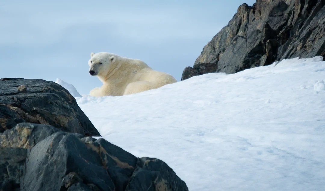 Travel Arctic Polar Bear.jpg