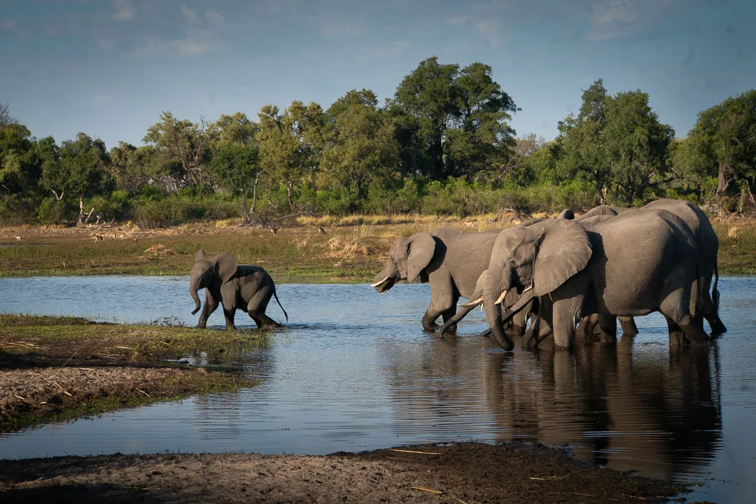 Travel Africa Elephants.jpg