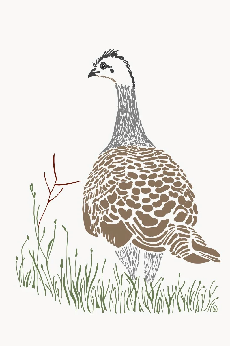 malleefowl-drawing.JPEG