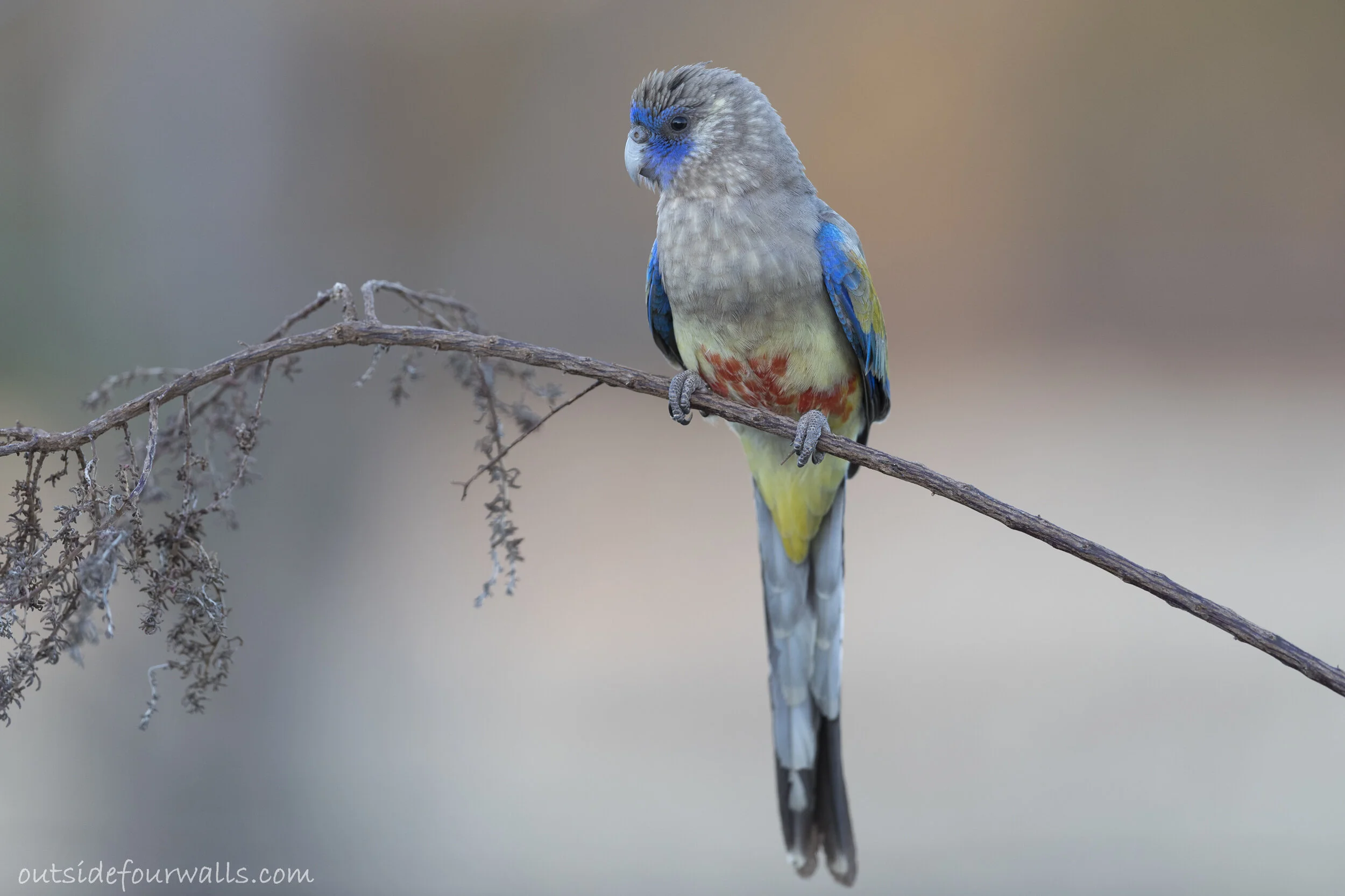 bluebonnetparrotpatchewollock