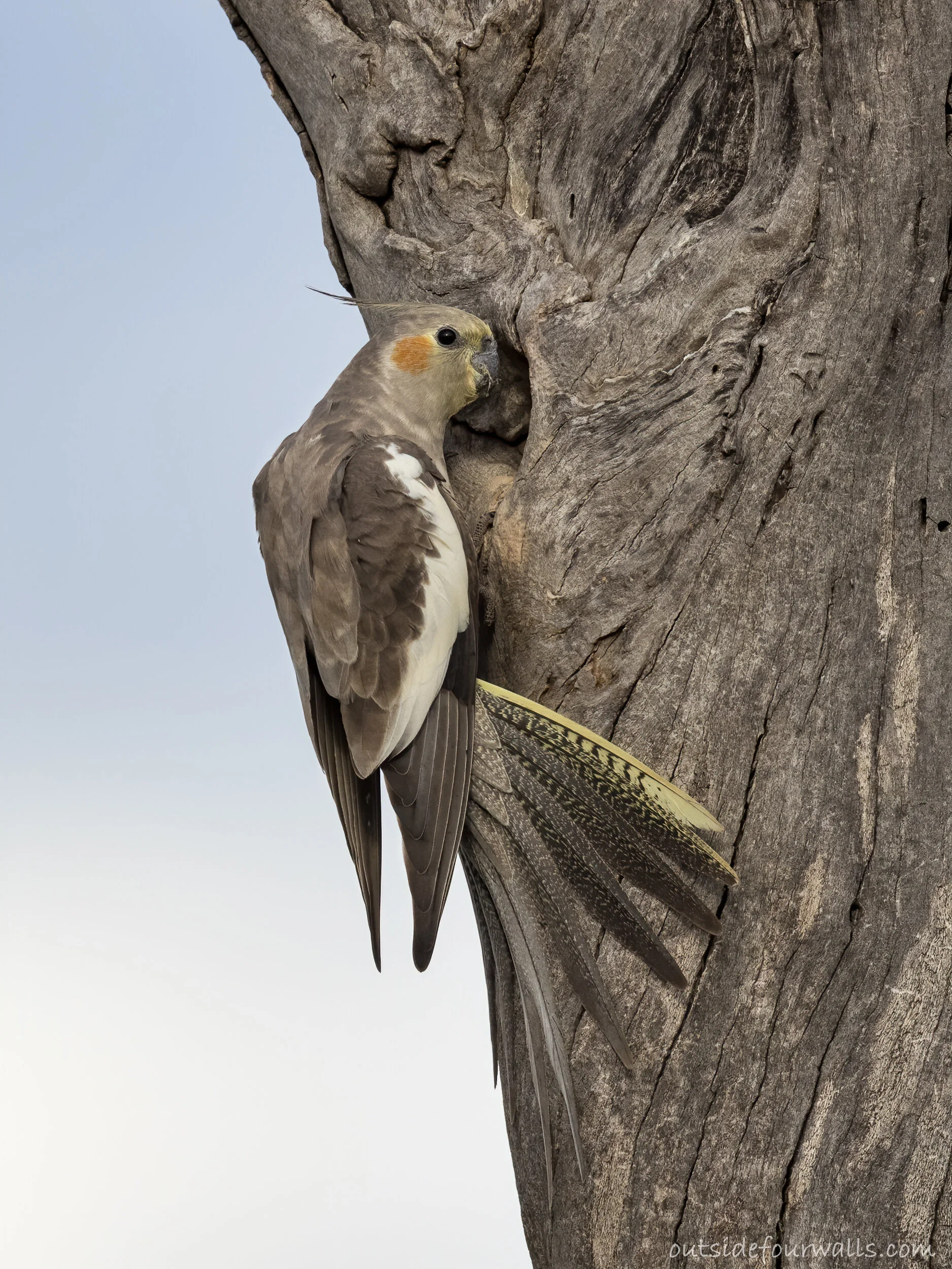 cockatiel-patchewollock-explore-the-mallee
