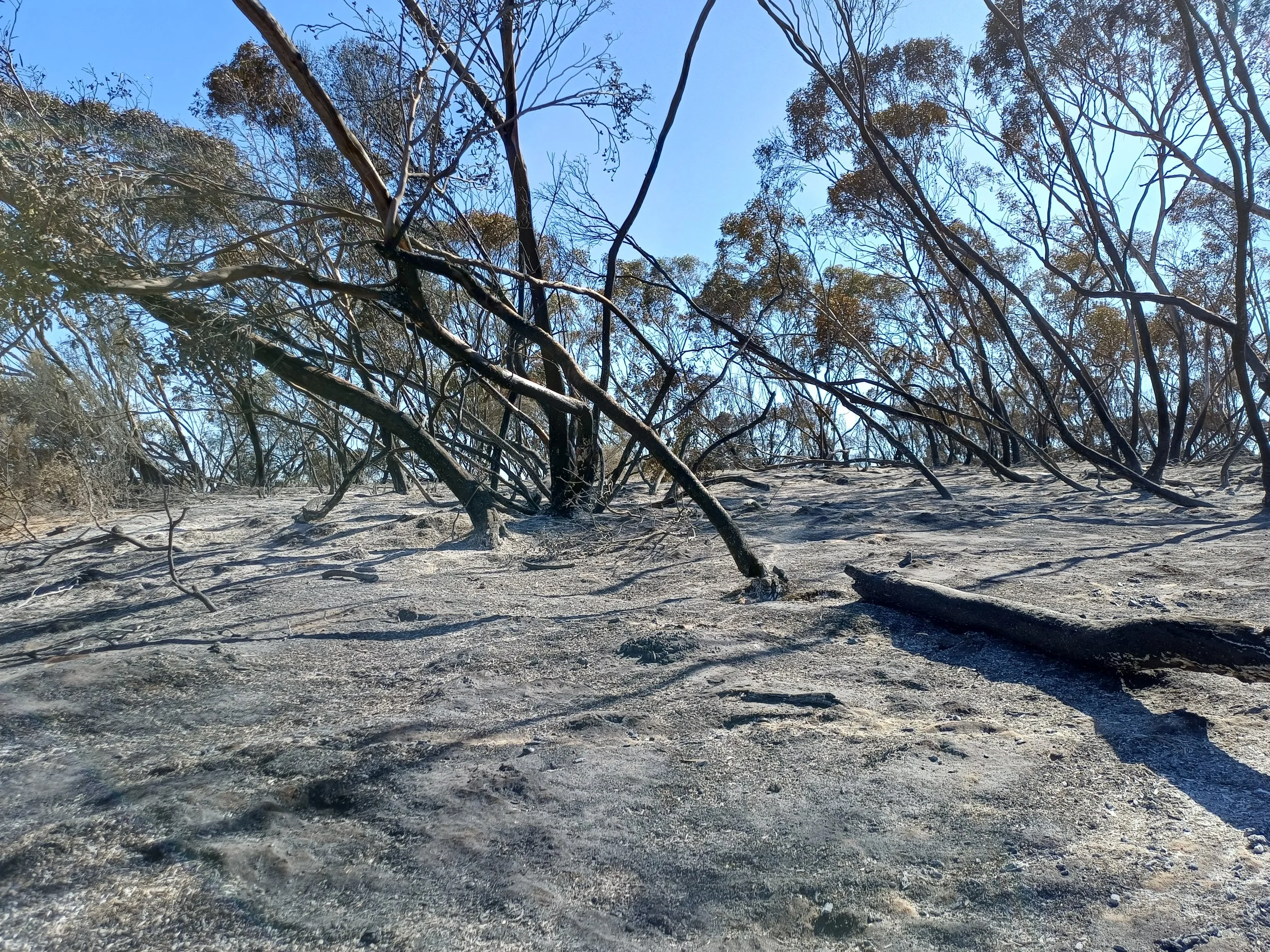 Burnt area on Saturday_ExploreTheMallee.jpg