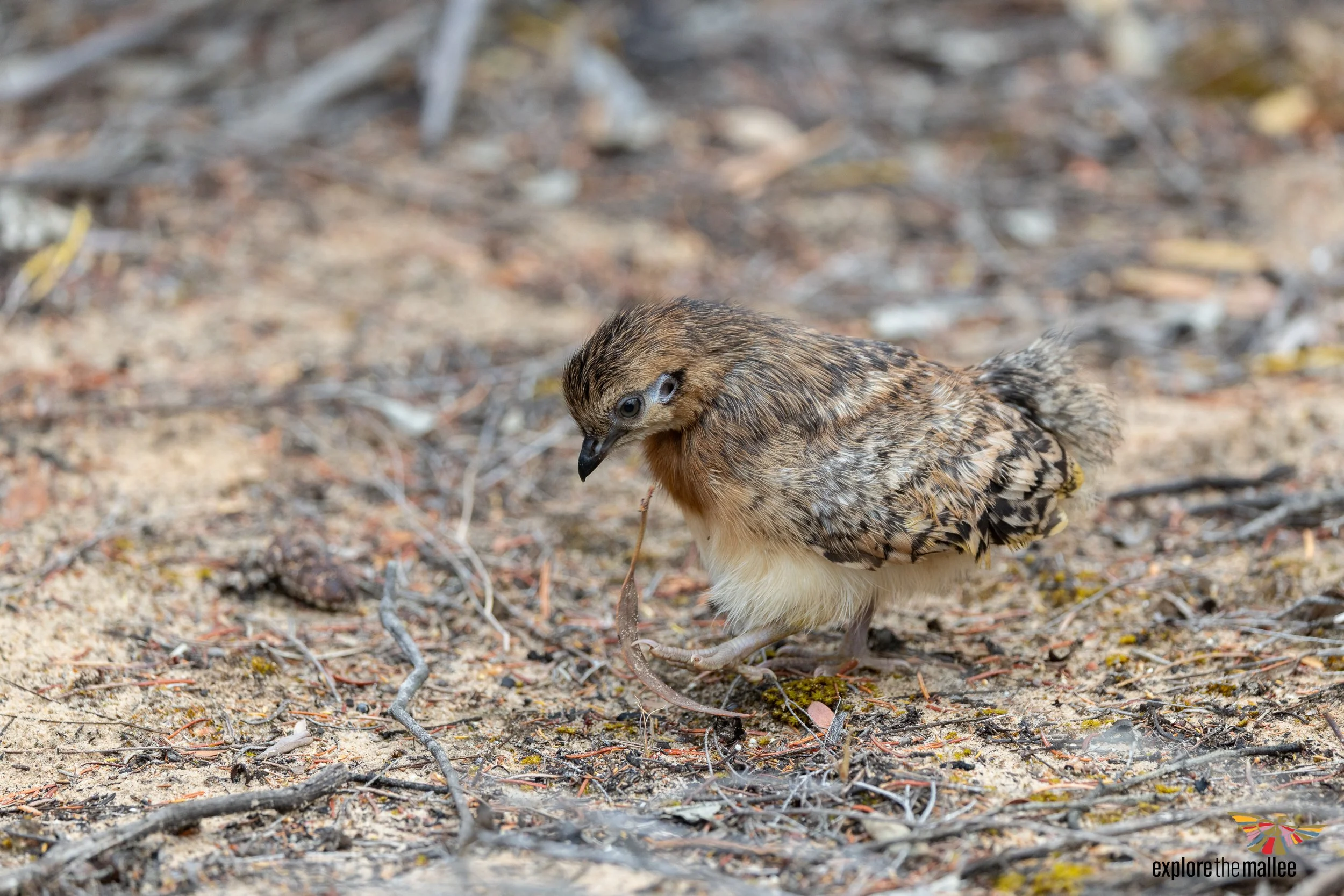 Bushfire and Malleefowl chick!