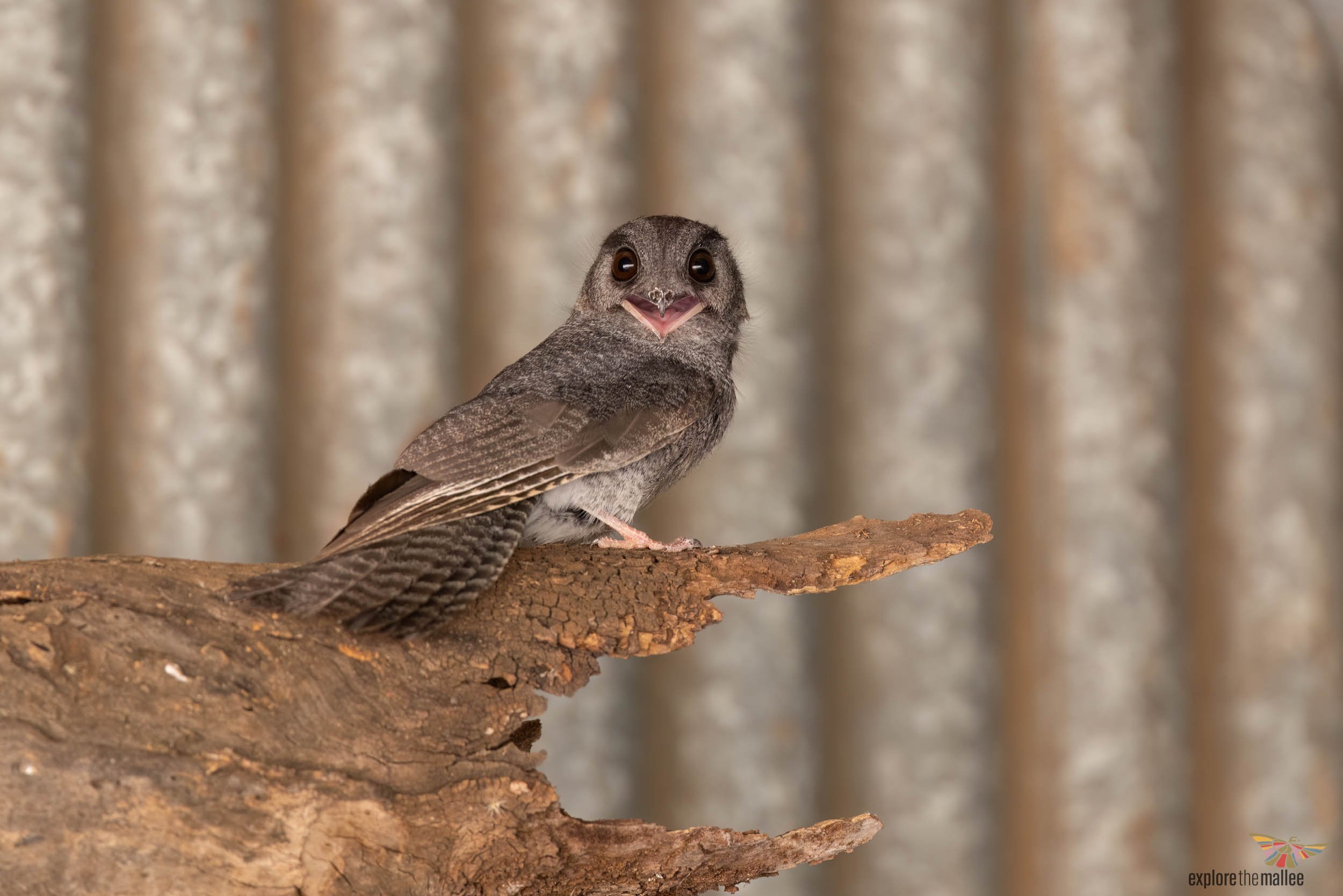Australian Owlet-nightjar