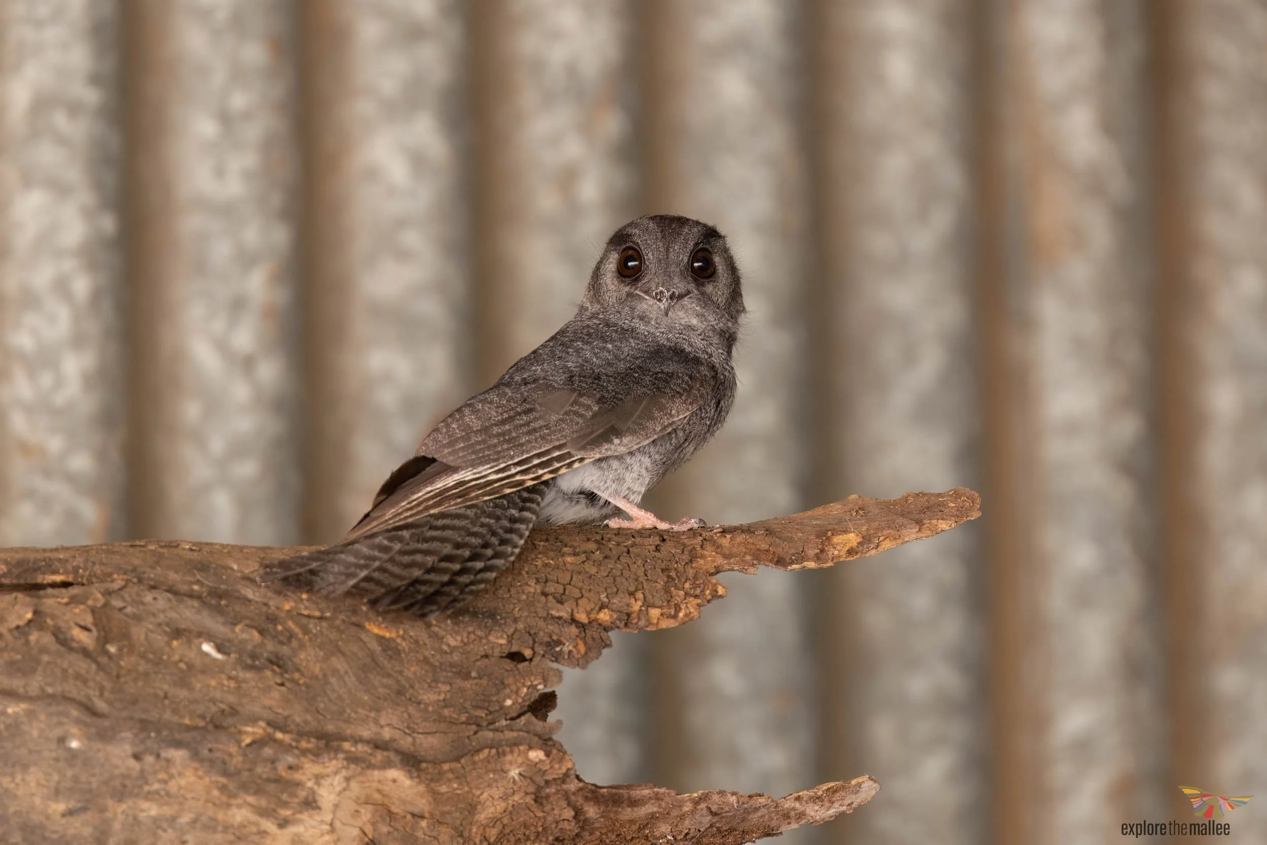 Australian Owlet-nightjar