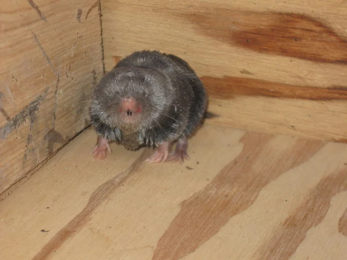 Short Tailed Shrew: The Smelly Rodent