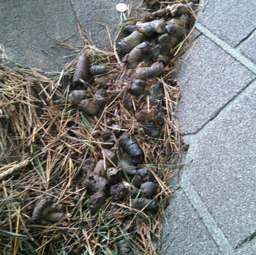 Accumulated raccoon feces and pine needles on a roof.