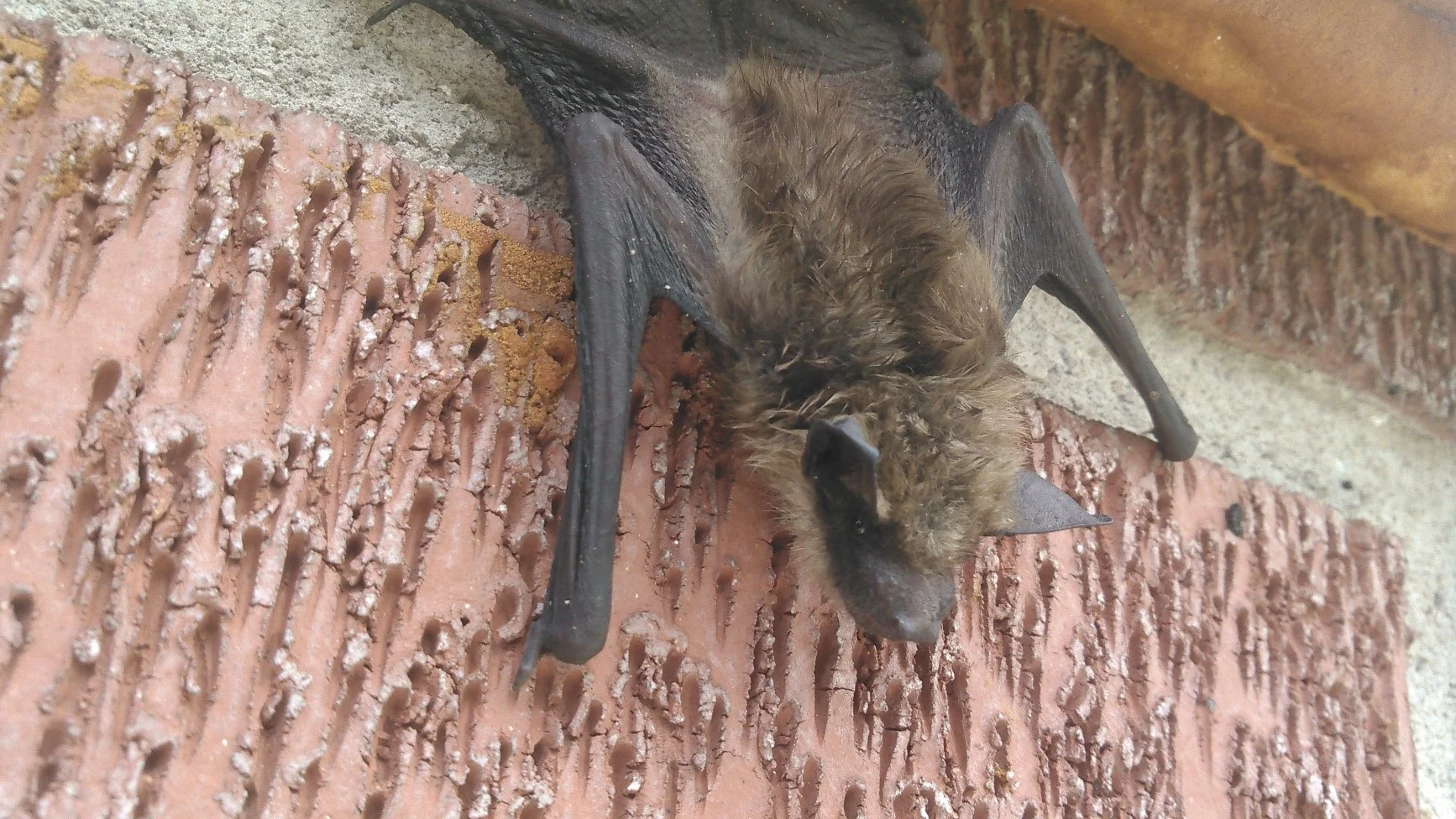 This is a young of the year bat hanging on a wall outside its roost in the Johnson City area.