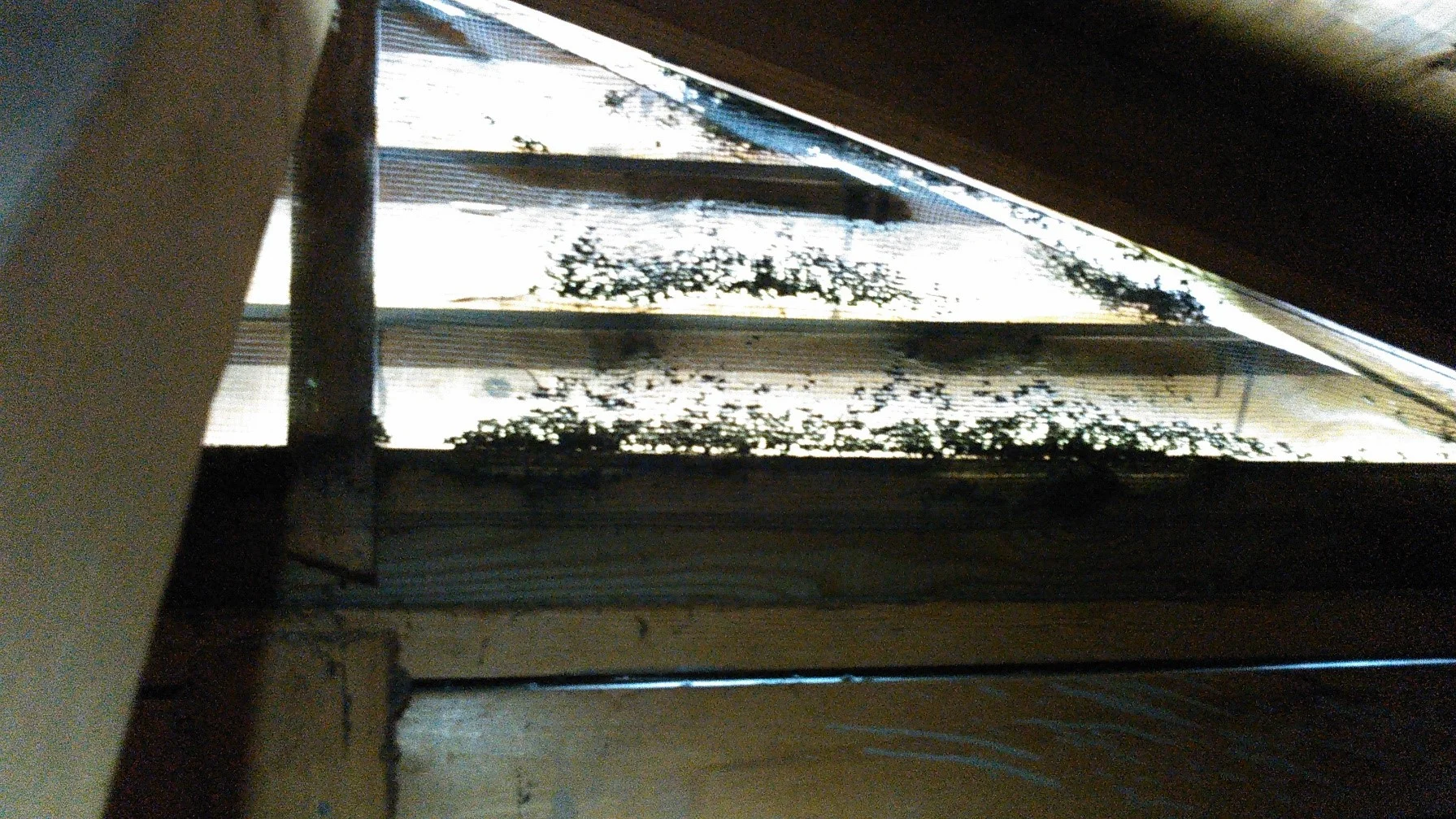 Screening corroded by excrement with feces pellets trickling through.
