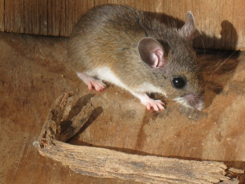 Can A Dog Get Rabies From A Mouse