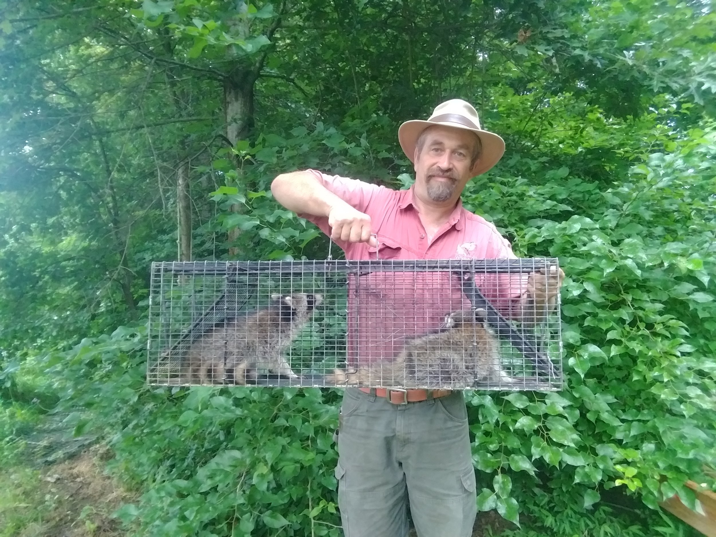 Raccoon Trapping and Removal