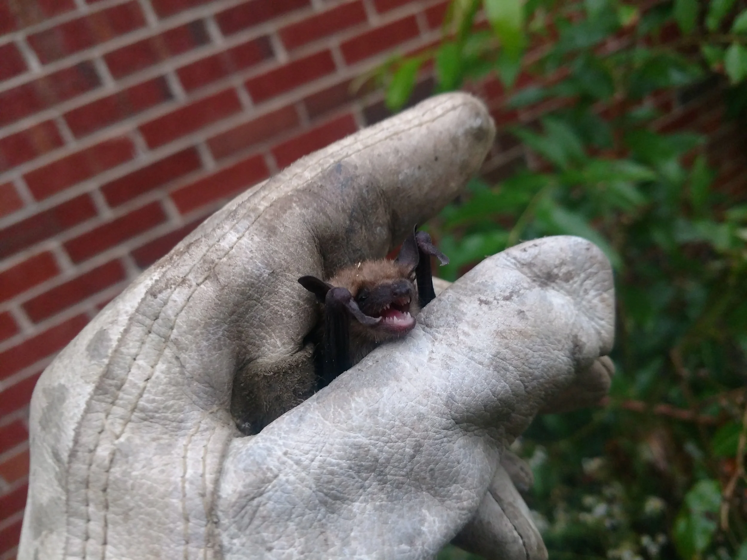 Bats Behind the Headboard in Elizabethton Tn. – a Bat Removal Story
