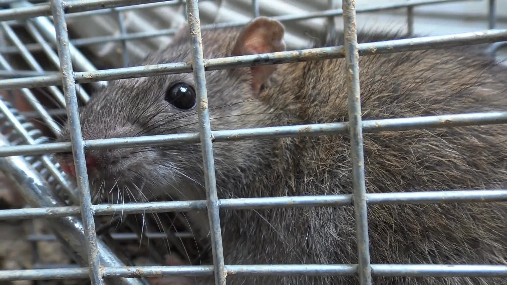 The Million Dollar Home, the Rats Who Ate Dogfood, and How I Caught them With Tracking Powder