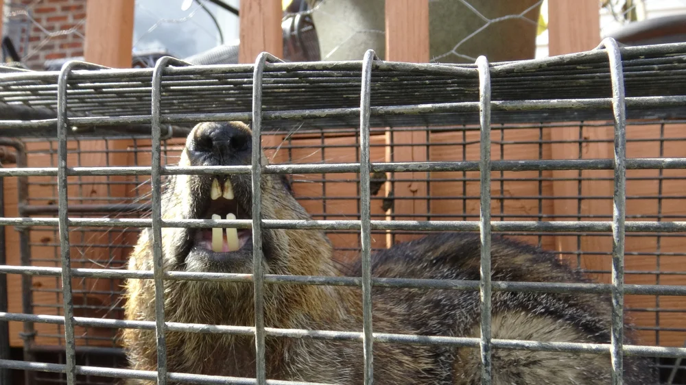 Can A Groundhog Hurt My Dog Wildlife Company Llc