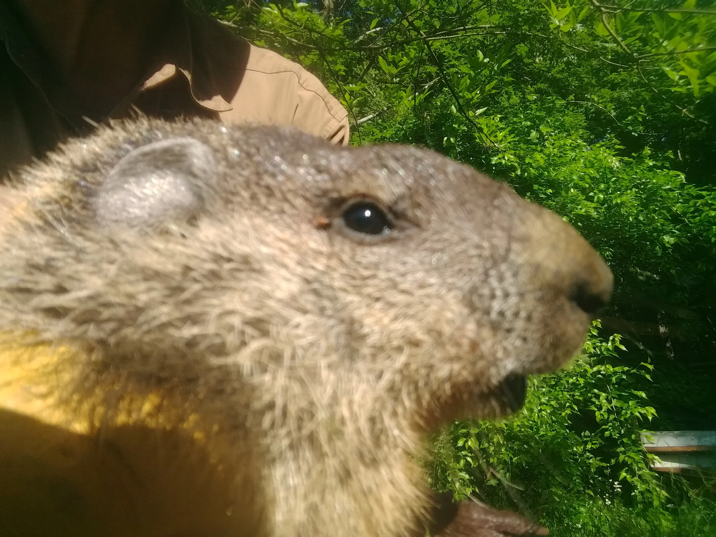 Hibernating Groundhog Undermines Johnson City Home Sale – A Critter Catchers Story