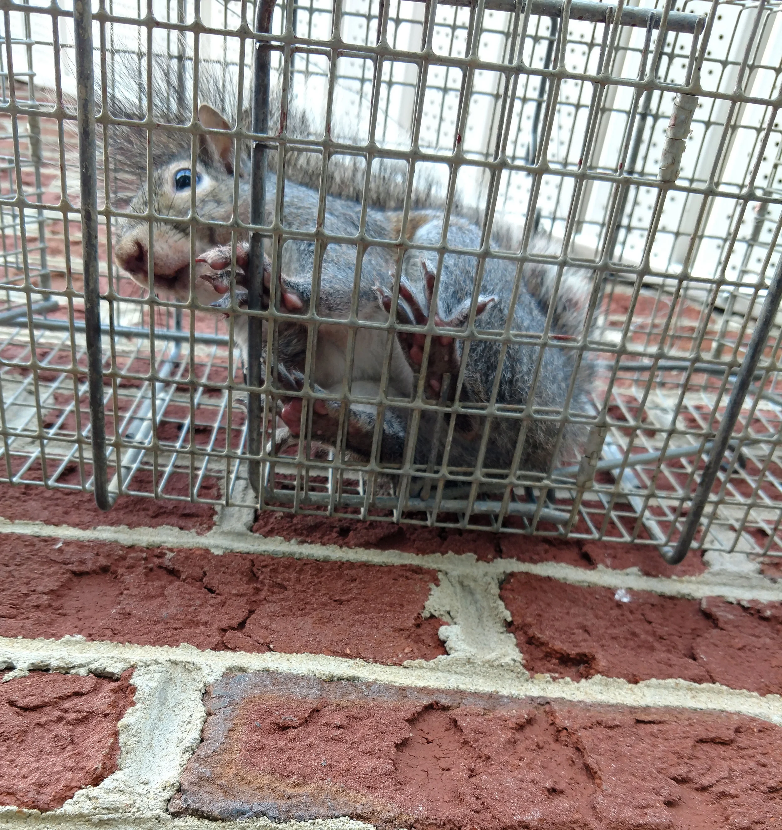 squirrel in cage from bottom moment.jpg