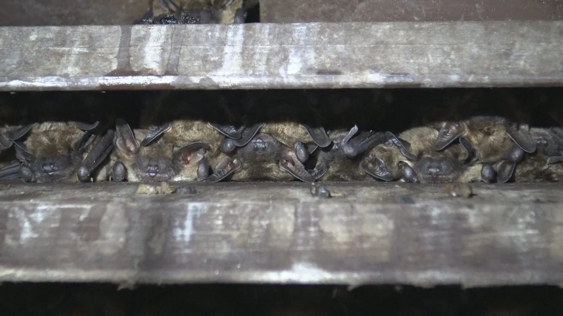 bats in gable vent outside.jpg