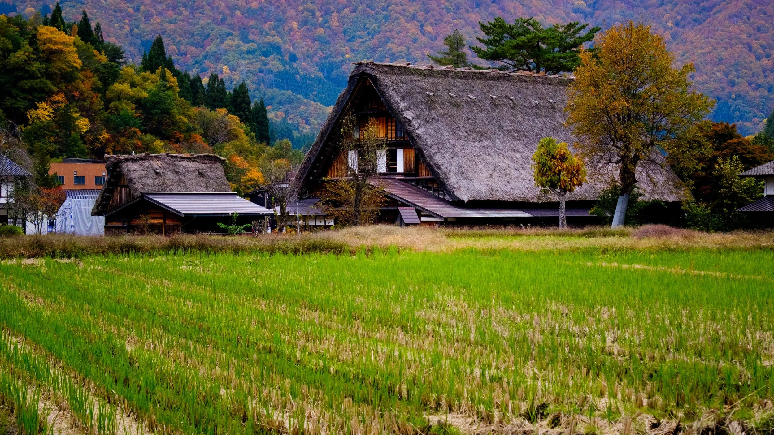 Japan 2025 webpage-51.jpg