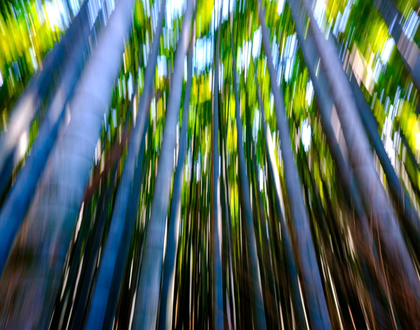 "In the Forest" | October 2025 | Topic (Abstract) - Print | Acceptance (Score: 13)