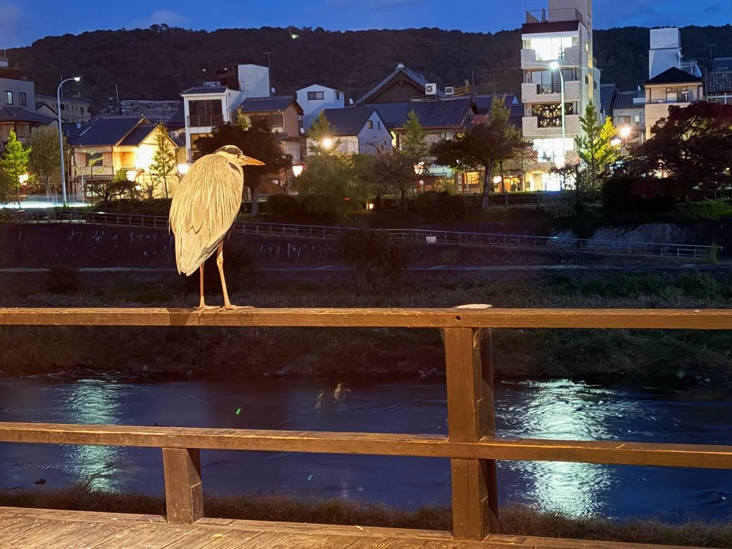Another Gray heron pose.
.
.
.
#grayheron #kyoto #japan #kyotojapan