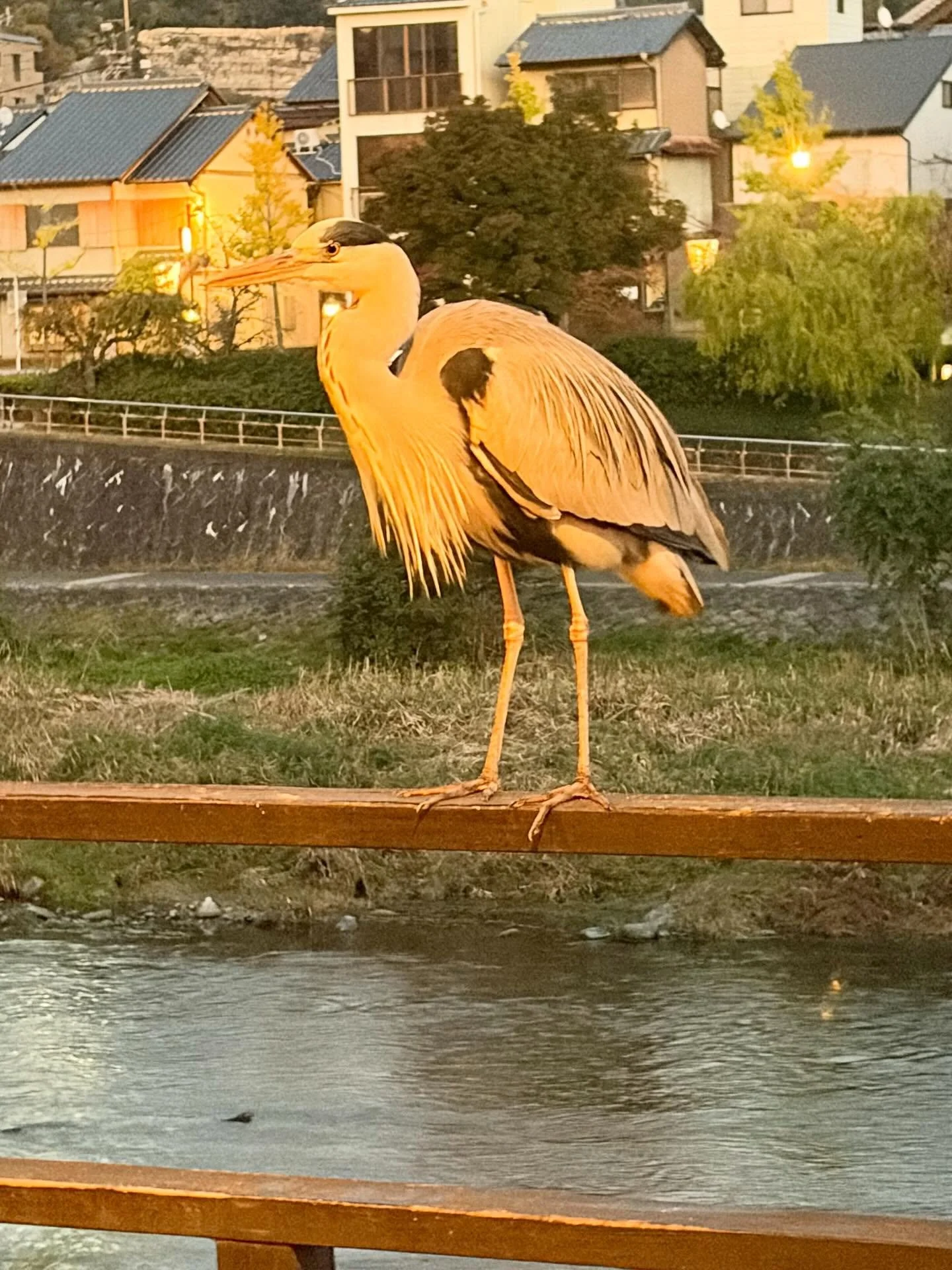 Stopped for coffee and had a Gray heron stop for a visit.
.
.
.
#kyoto #japan #kyotojapan #grayheron
