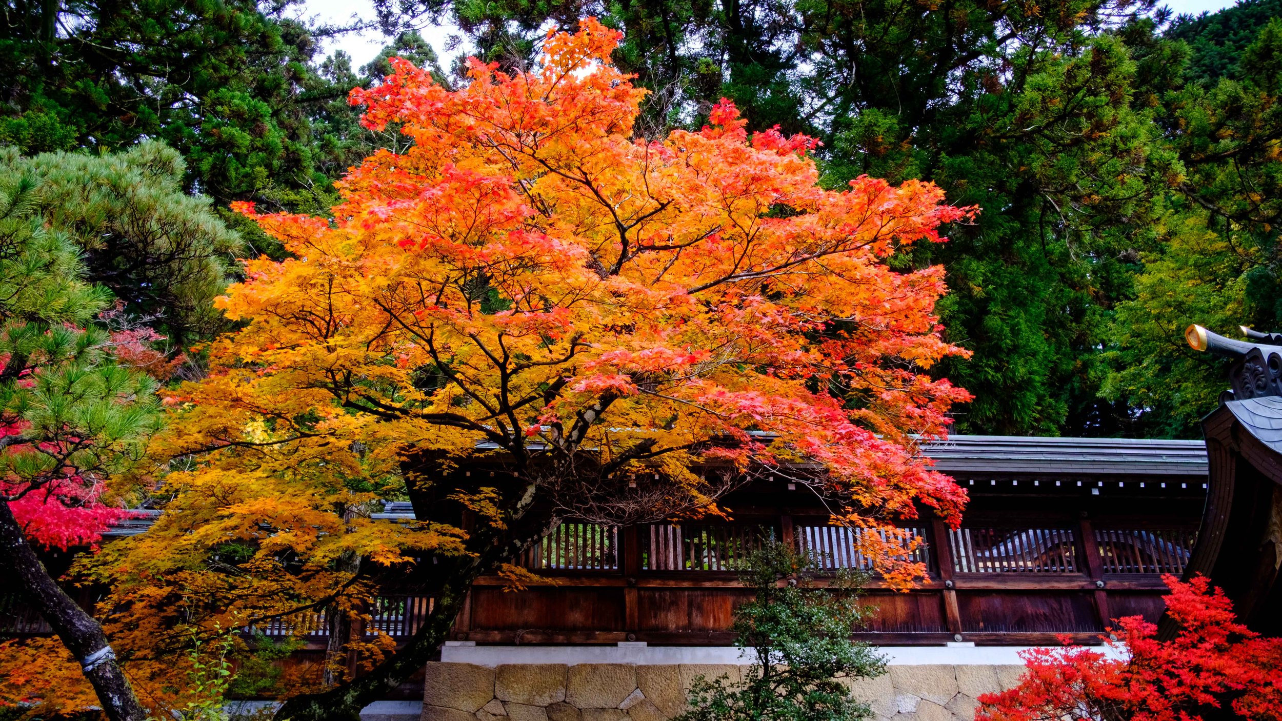 Japan 2025 webpage-11.jpg