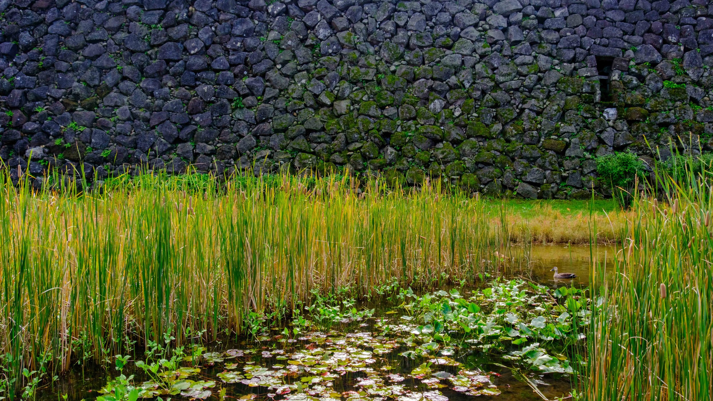 Japan 2025 webpage-27.jpg