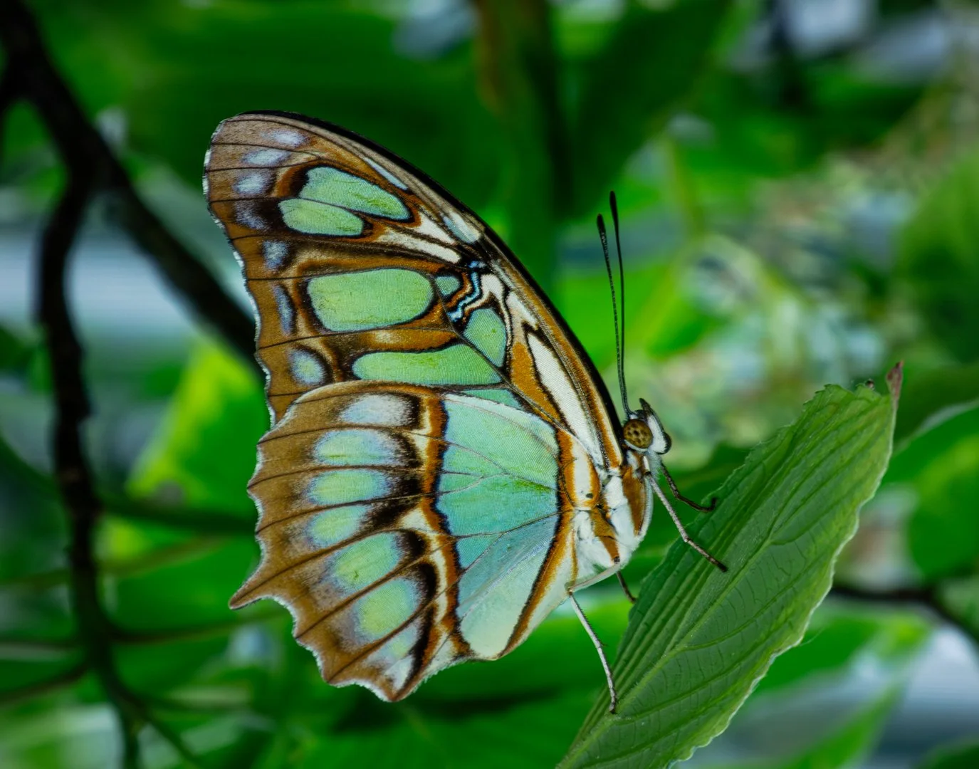"Malachite butterfly" | March 2026 | Topic (Wildlife) - Print | Acceptance (Score: 14)