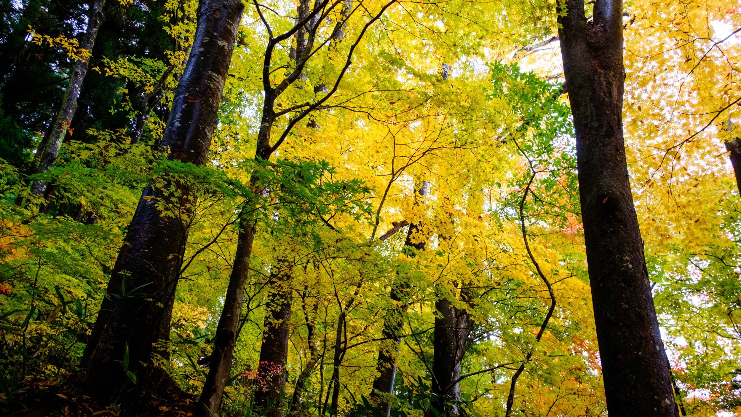 Japan 2025 webpage-12.jpg