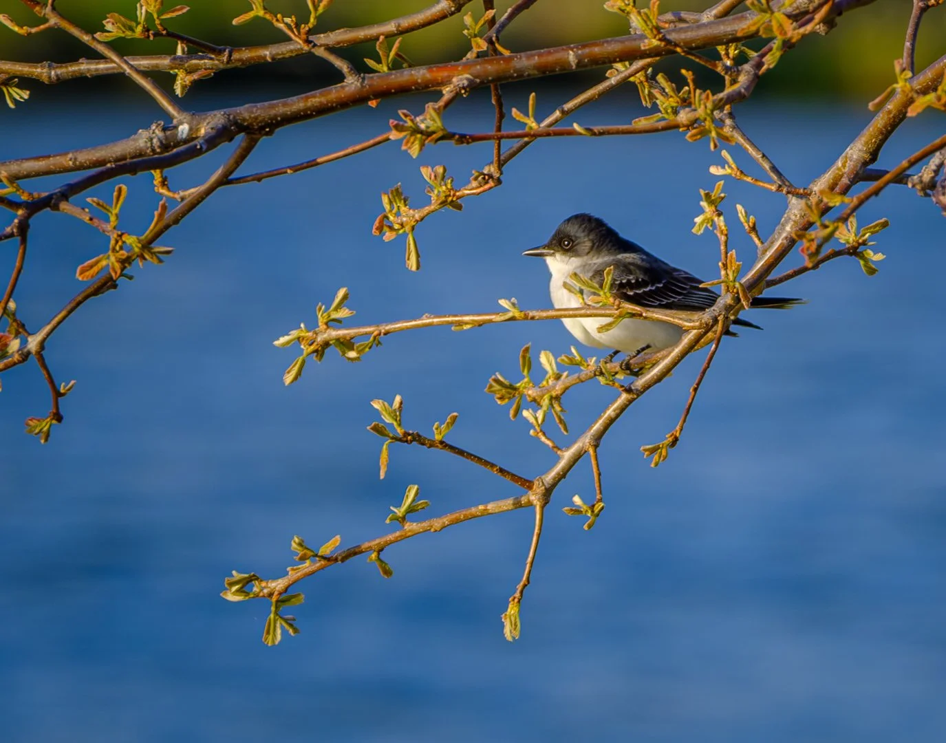 "Eastern King Bird" | March 2026 | Topic (Wildlife) - Print | Acceptance (Score: 13)