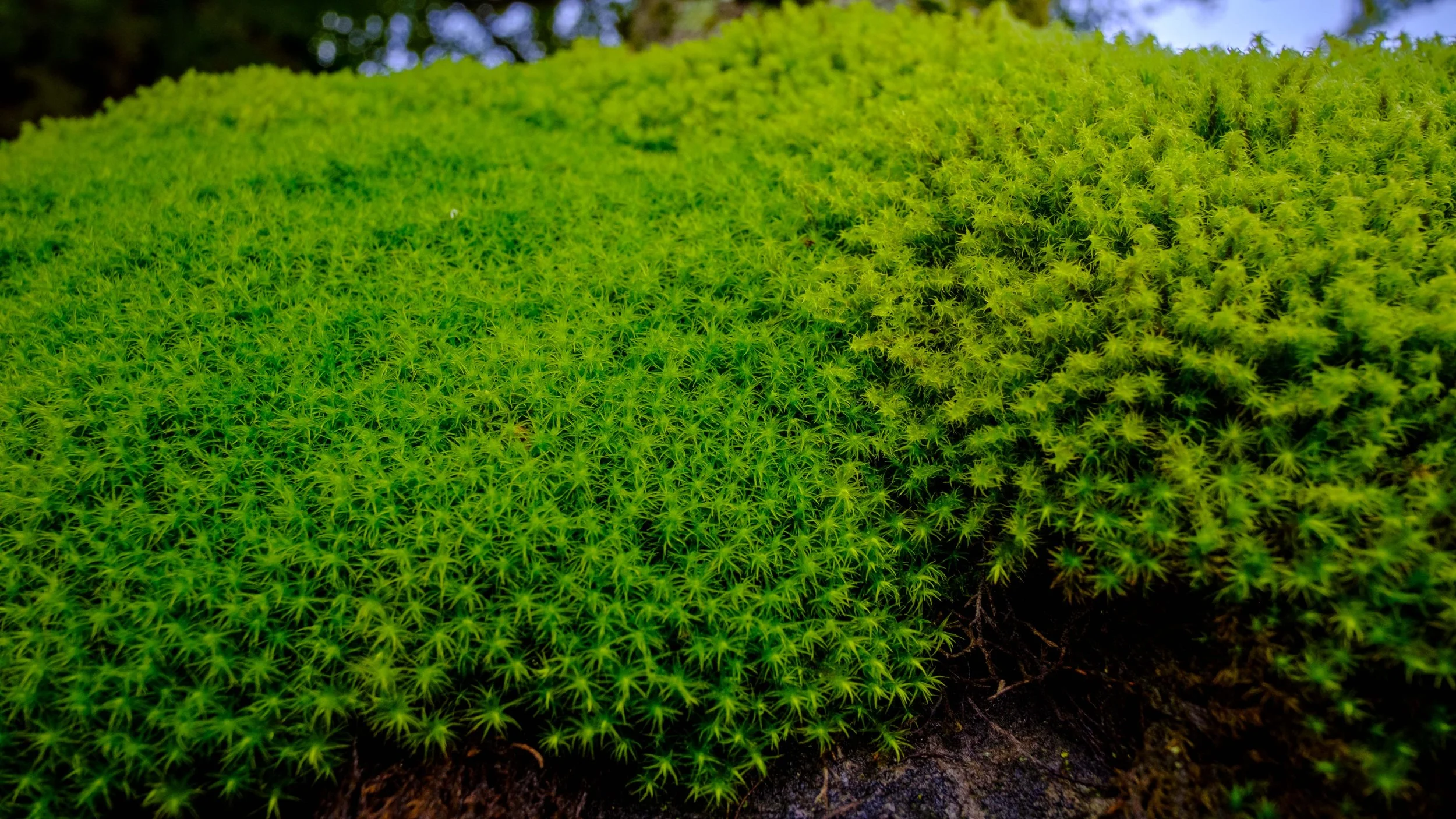 Japan 2025 webpage-6.jpg