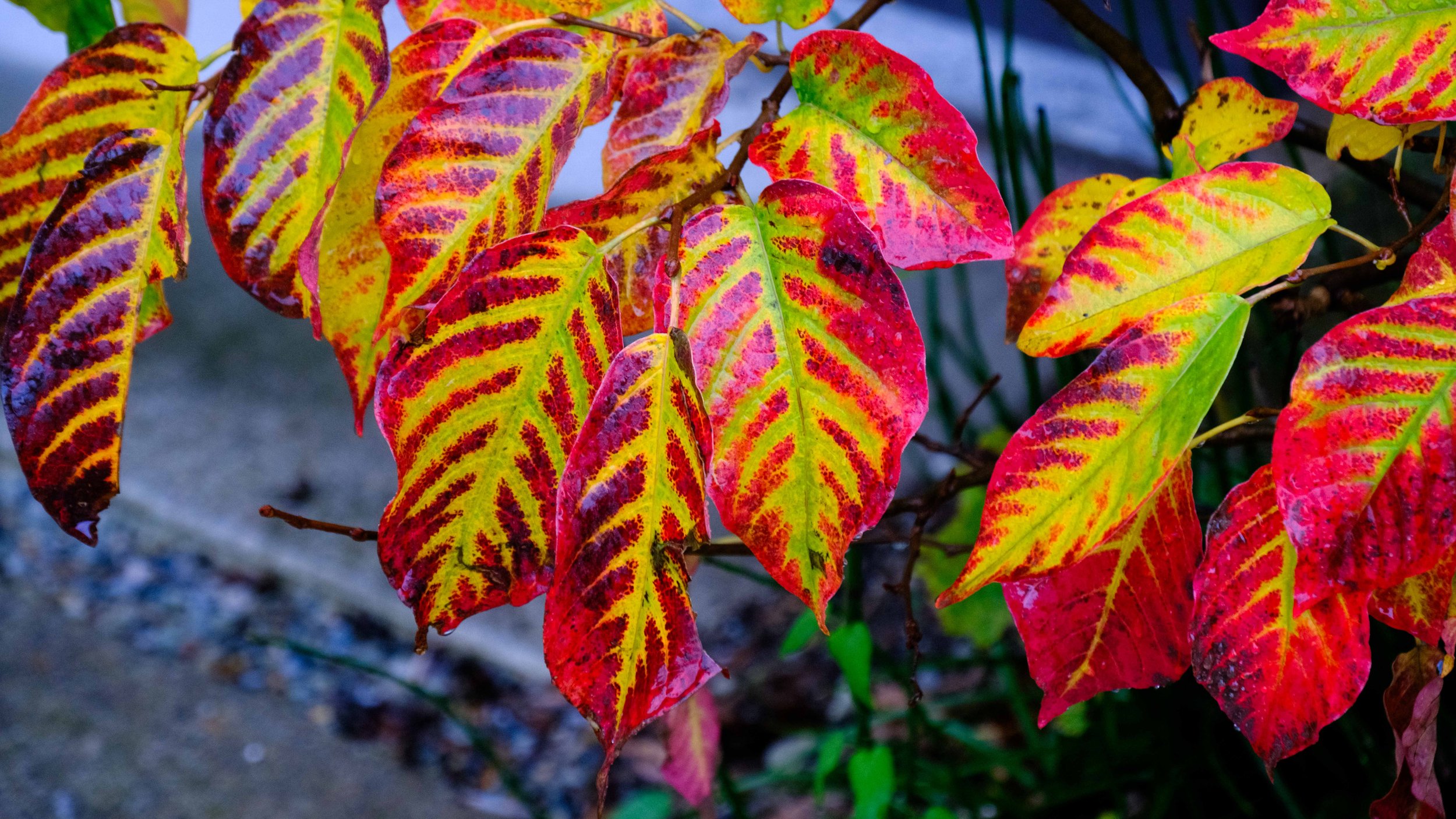 Japan 2025 webpage-55.jpg