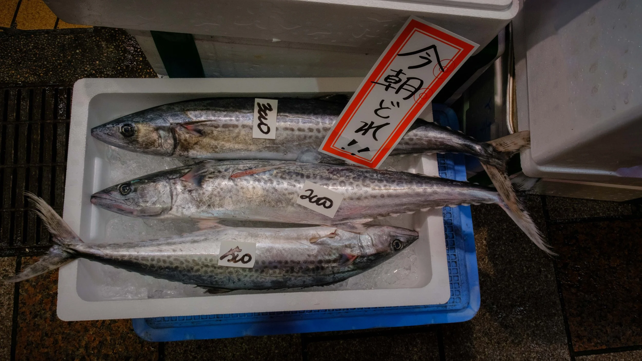 Japan 2025 webpage-29.jpg